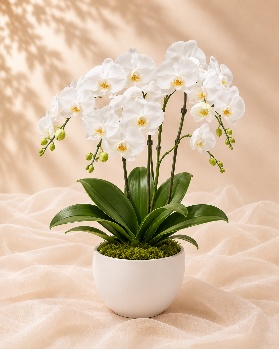 Orquídea Blanca Imperial