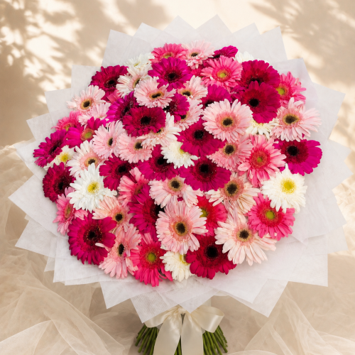 Festival de Gerberas