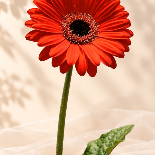 Gerbera