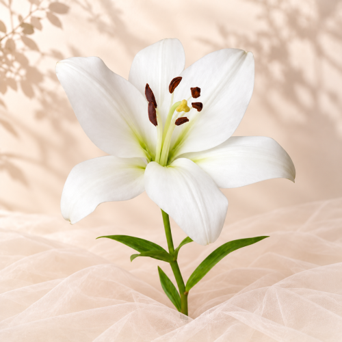 Lilium