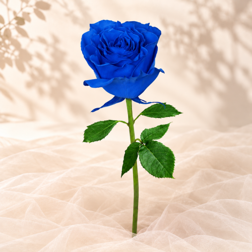 Rosa Azul