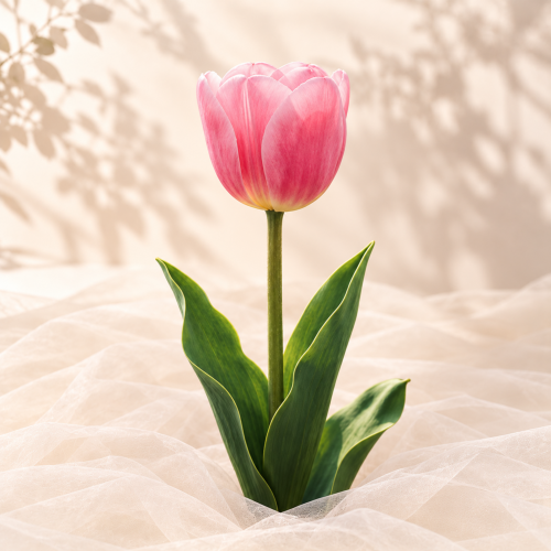 Tulipan