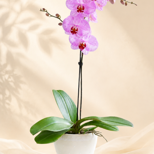 Orquídea Rosé Imperial